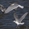 3cy argentatus in January. (80207 bytes)