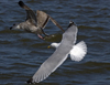3cy argentatus in January. (80207 bytes)