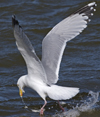 3cy argentatus in January. (80207 bytes)