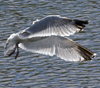 3cy argentatus in January. (80207 bytes)