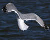 3cy argentatus in January. (80207 bytes)