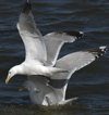 3cy argentatus in January. (80207 bytes)