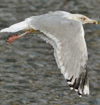 Herring Gull