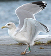 1cy argenteus in August, ringed in Belgium. (90559 bytes)