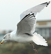1cy argenteus in August, ringed in Belgium. (90559 bytes)