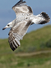 2cy argentatus in Jan-Febr, ringed in Russia.