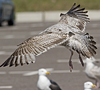 2cy argentatus in Jan-Febr, ringed in Russia.