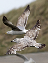 2cy argentatus in Jan-Febr, ringed in Russia.