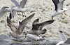 2cy argentatus in Jan-Febr, ringed in Russia.