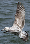 2cy argentatus in Jan-Febr, ringed in Russia.