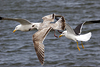 2cy argentatus in Jan-Febr, ringed in Russia.