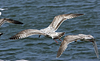 2cy argentatus in Jan-Febr, ringed in Russia.