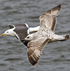 2cy argentatus in Jan-Febr, ringed in Russia.
