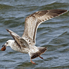2cy argentatus in Jan-Febr, ringed in Russia.