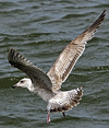 2cy argentatus in Jan-Febr, ringed in Russia.