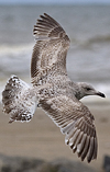 2cy argentatus in Jan-Febr, ringed in Russia.