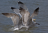 2cy argentatus in Jan-Febr, ringed in Russia.