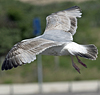 2cy argentatus in Jan-Febr, ringed in Russia.