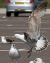 2cy argentatus in Jan-Febr, ringed in Russia.