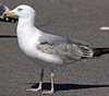 2cy argentatus in Jan-Febr, ringed in Russia.