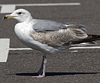 2cy argentatus in Jan-Febr, ringed in Russia.