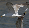 2cy argentatus in Jan-Febr, ringed in Russia.