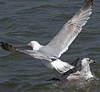 2cy argentatus in Jan-Febr, ringed in Russia.