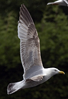 2cy argentatus in Jan-Febr, ringed in Russia.