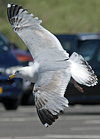 2cy argentatus in Jan-Febr, ringed in Russia.