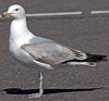 2cy argentatus in Jan-Febr, ringed in Russia.