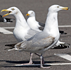 2cy argentatus in Jan-Febr, ringed in Russia.