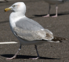 2cy argentatus in Jan-Febr, ringed in Russia.