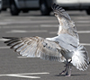 2cy argentatus in Jan-Febr, ringed in Russia.