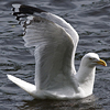 2cy argentatus in Jan-Febr, ringed in Russia.