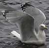 2cy argentatus in Jan-Febr, ringed in Russia.