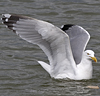 2cy argentatus in Jan-Febr, ringed in Russia.