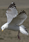 2cy argentatus in Jan-Febr, ringed in Russia.