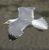 2cy argentatus in Jan-Febr, ringed in Russia.