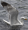 2cy argentatus in Jan-Febr, ringed in Russia.