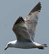 2cy argentatus in Jan-Febr, ringed in Russia.