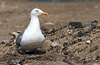 2cy argentatus in Jan-Febr, ringed in Russia.