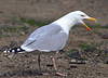 Herring Gull