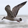 3cy argentatus in January. (80207 bytes)