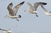 3cy argentatus in January. (80207 bytes)