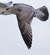 3cy argentatus in January. (80207 bytes)