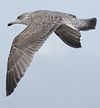 3cy argentatus in January. (80207 bytes)