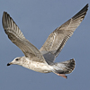 3cy argentatus in January. (80207 bytes)