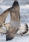 3cy argentatus in January. (80207 bytes)