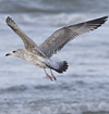3cy argentatus in January. (80207 bytes)