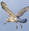 3cy argentatus in January. (80207 bytes)